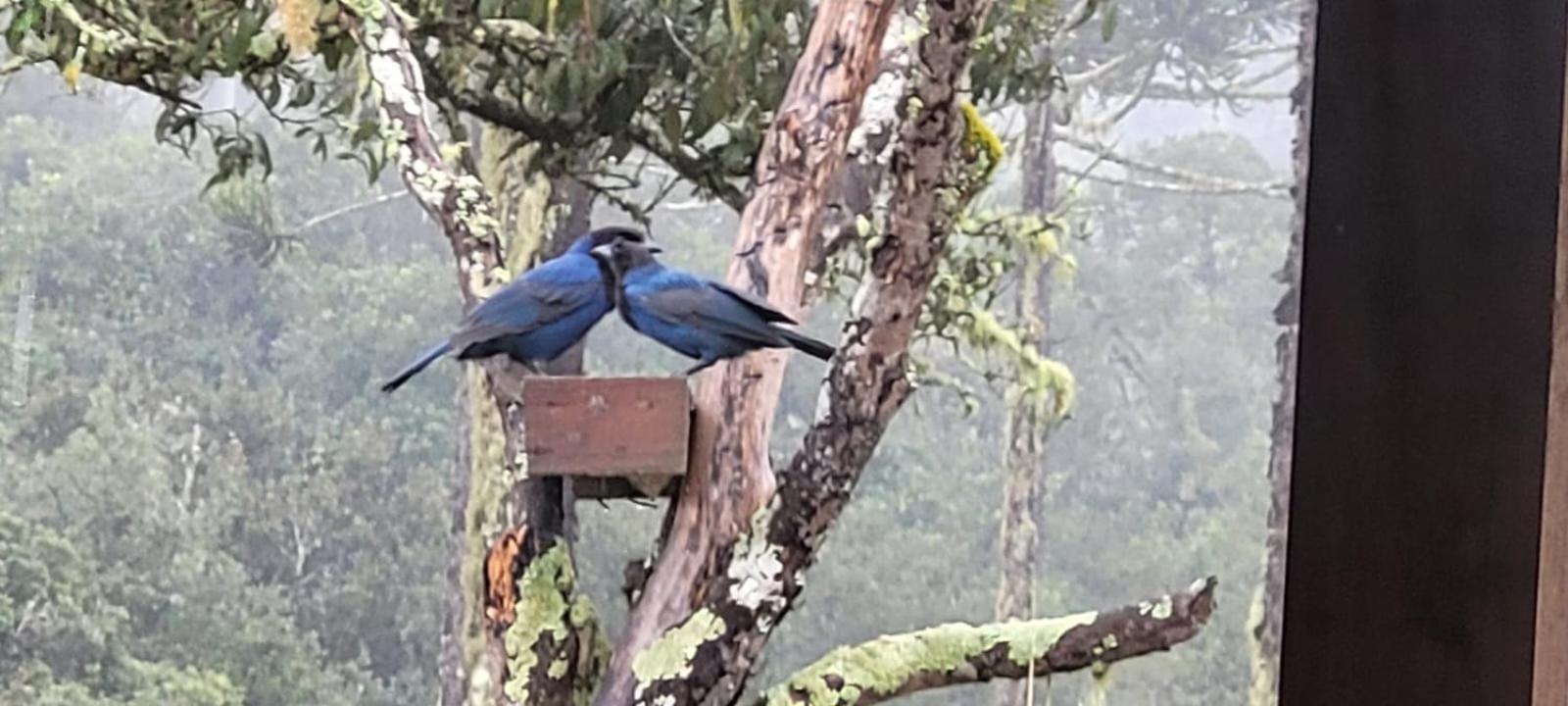 Hospedagem Cabanas Do Lago Urubici Kültér fotó